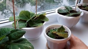 SOS!!!Трипс на глоксинии. Провожу обработку, опрыскиваю Фитовермом.