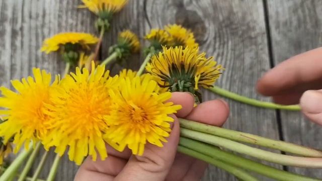 плетение венка из одуванчиков. красиво и просто смотреть онлайн