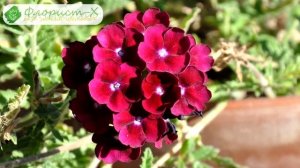 ? Виды и сорта вербены садовой