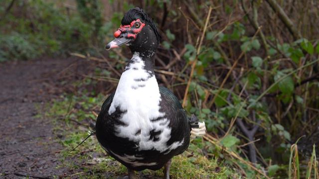 Winter Carp Fishing! Vlog 5! #carpfishing #fishing #carp смотреть онлайн