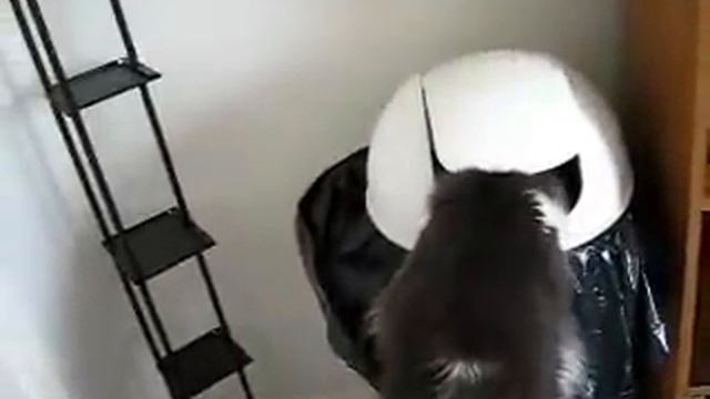 Otto the Trash Cat смотреть онлайн