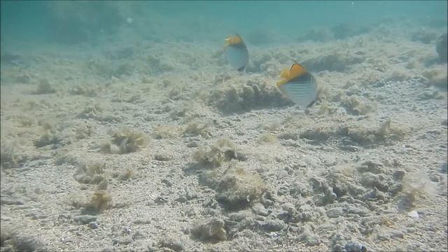 виды рыб красного моря, Chaetodon auriga, Нитеперая рыба бабочка смотреть онлайн