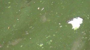 КАРП хватает КОРКУ ХЛЕБА с поверхности ВОДЫ