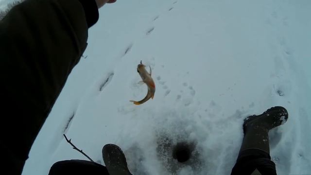 Лесное озеро. Клев окуня смотреть онлайн