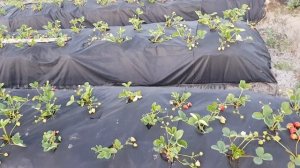 Клубника Кабрилло (Cabrillo).  Что бывает когда не обрываешь первые цветоносы. Первый урожай.