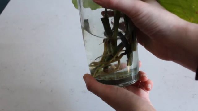 ? How To Propagate Golden Pothos / Epipremnum Aureum ?