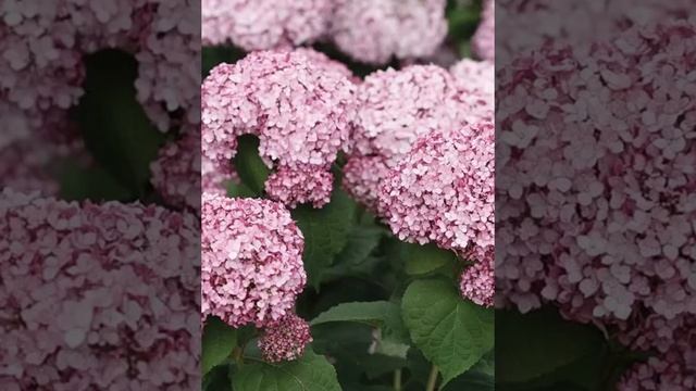 Гортензия Пинк Анабель 2, Свит Анабель, Руби Анабель, Лайм Рикки, Бланчетта, Маувейт, Лиметта и др.