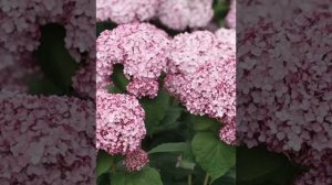 Гортензия Пинк Анабель 2, Свит Анабель, Руби Анабель, Лайм Рикки, Бланчетта, Маувейт, Лиметта и др.