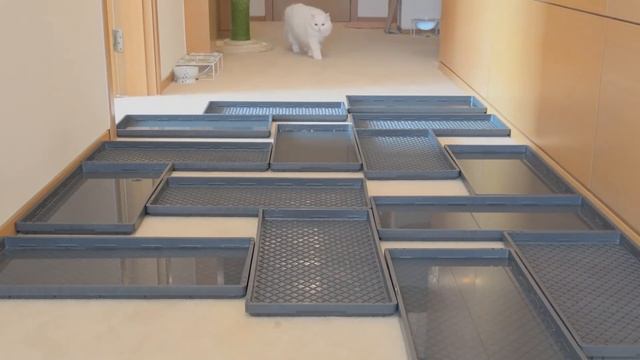 Water Minefield Challenge! Watch Your Step! | Kittisaurus
