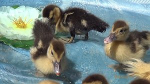 04 Веселые утята