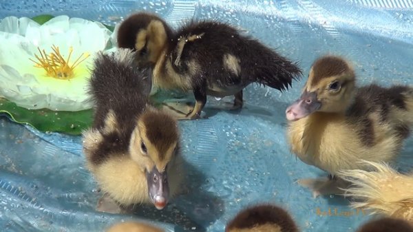 04 Веселые утята