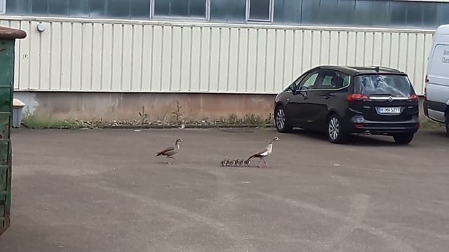 Гуси или утки? смотреть онлайн
