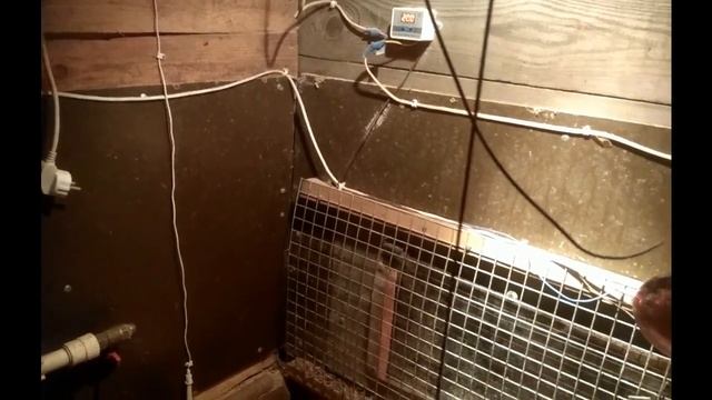 Цыплята Легбара и Джерсийского гиганта от месяца до двух. Инструкция по применению! смотреть онлайн