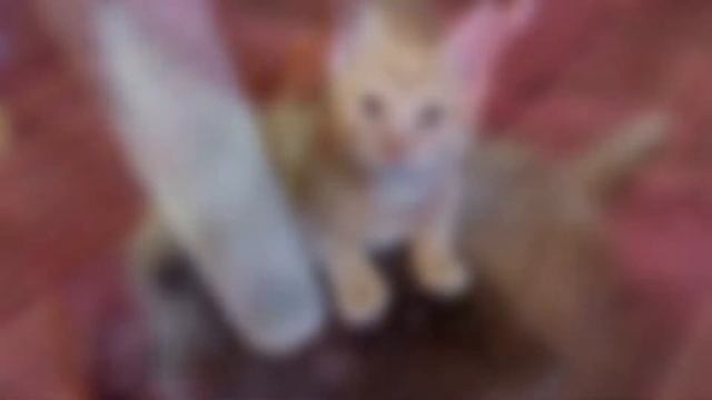 Canon PowerShot sx530 hs, Sweet Kitty Photos, Kitten Pictures смотреть онлайн