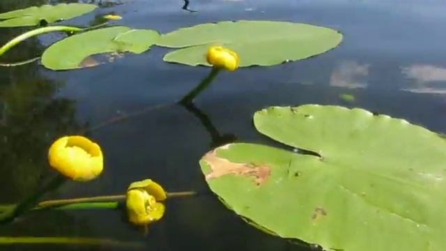 Жёлтые кубышки зацвели смотреть онлайн