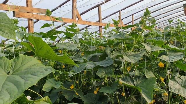 Овощи Растут. Огурец Мадейра в китайских теплицах. смотреть онлайн