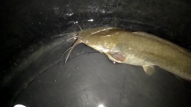 Lele Lokal jawa besar ( Clarias Batrachus ) смотреть онлайн