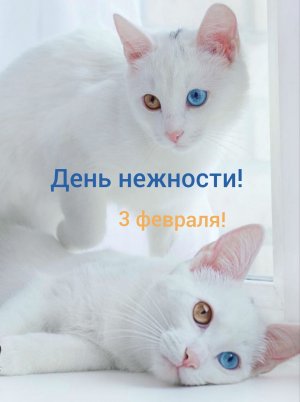 День нежности-3 февраля!