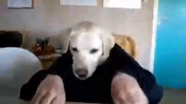 Собака ест руками смотреть онлайн