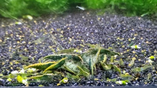 The difference between Green Jade and Emerald Shrimp смотреть онлайн