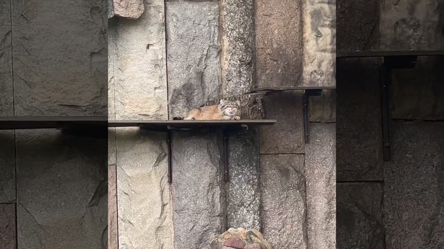 Манул ТИМОФЕЙ возЛежит на паЛатях🐱🤣🥰Manul Timothy lies on the wards🐱🤣🥰 смотреть онлайн