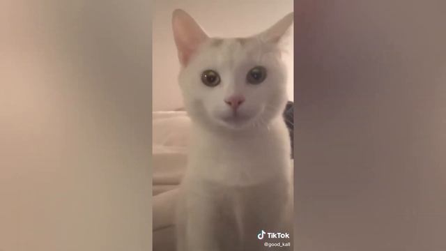 КОТЫ ПРИКОЛЫ 🤣 ПРИКОЛЫ С КОТАМИ С ОЗВУЧКОЙ 😆 СМЕШНЫЕ ВИДЕО 😂ДО СЛЕЗ #3 смотреть онлайн