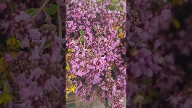 Спецієві ефірні олії смотреть онлайн