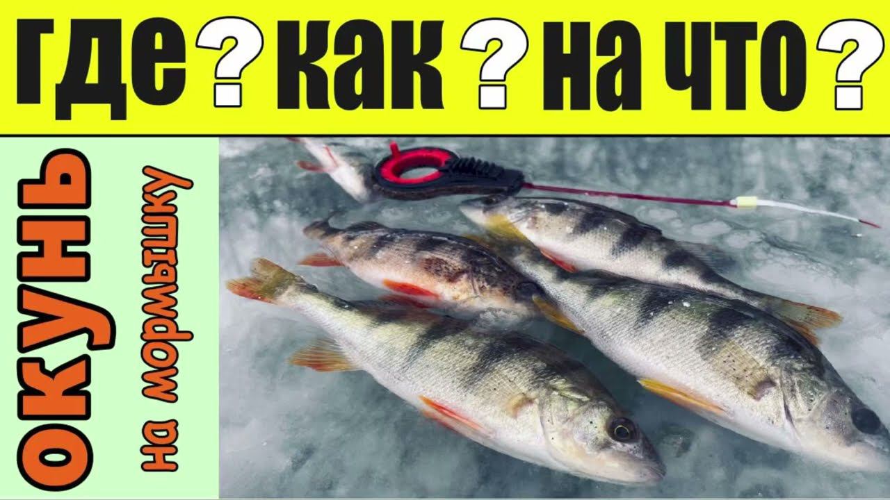 Ловля окуня на мормышку зимой со льда. Поиск, игра, снасти, мормышки смотреть онлайн