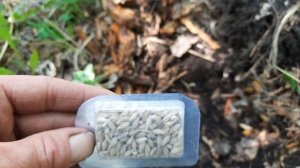 Как выращивать грибы в домашних условиях