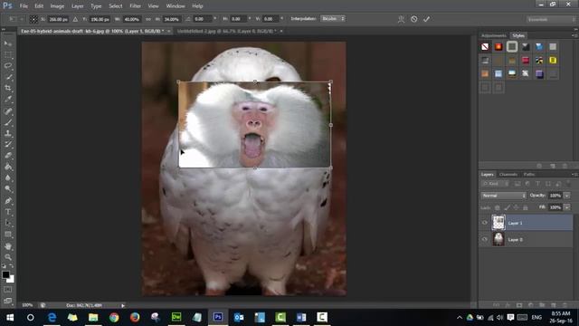 Photoshop Lesson 5 Baboon Bird Exe 5 part 2 смотреть онлайн