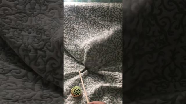 Бенгальская кошка, Дакота активно играет. смотреть онлайн