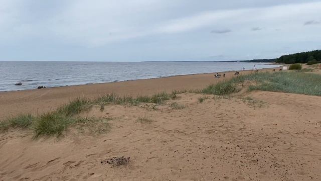 Финский залив. Сестрорецк, Комарово, Репино. Пляжи Санкт-Петербурга. смотреть онлайн
