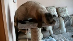 Сиамская кошка разговаривает.  (Siamese cat talking.)