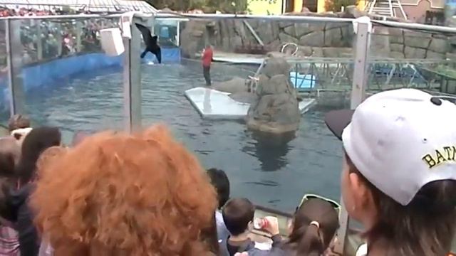 Московский дельфинарий. смотреть онлайн