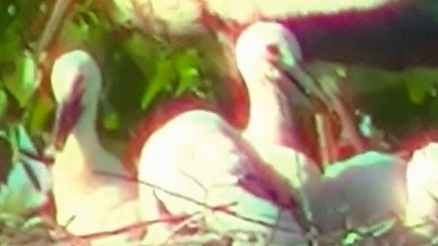 Аисты на гнезде (HD) смотреть онлайн