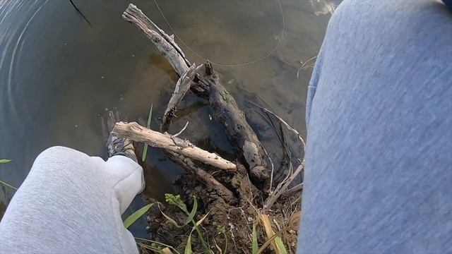 Стритфишинг в Смоленске. Днепр. Береговая рыбалка со спиннингом после работы летом смотреть онлайн