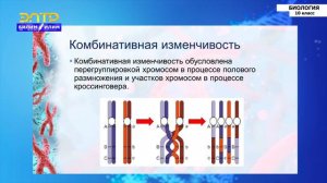 10-класс | Биология | Закономерности изменчивости