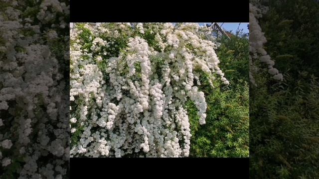 Стих о любви."Когда женщина влюбляется."Злата Лакоют.Читает автор. смотреть онлайн