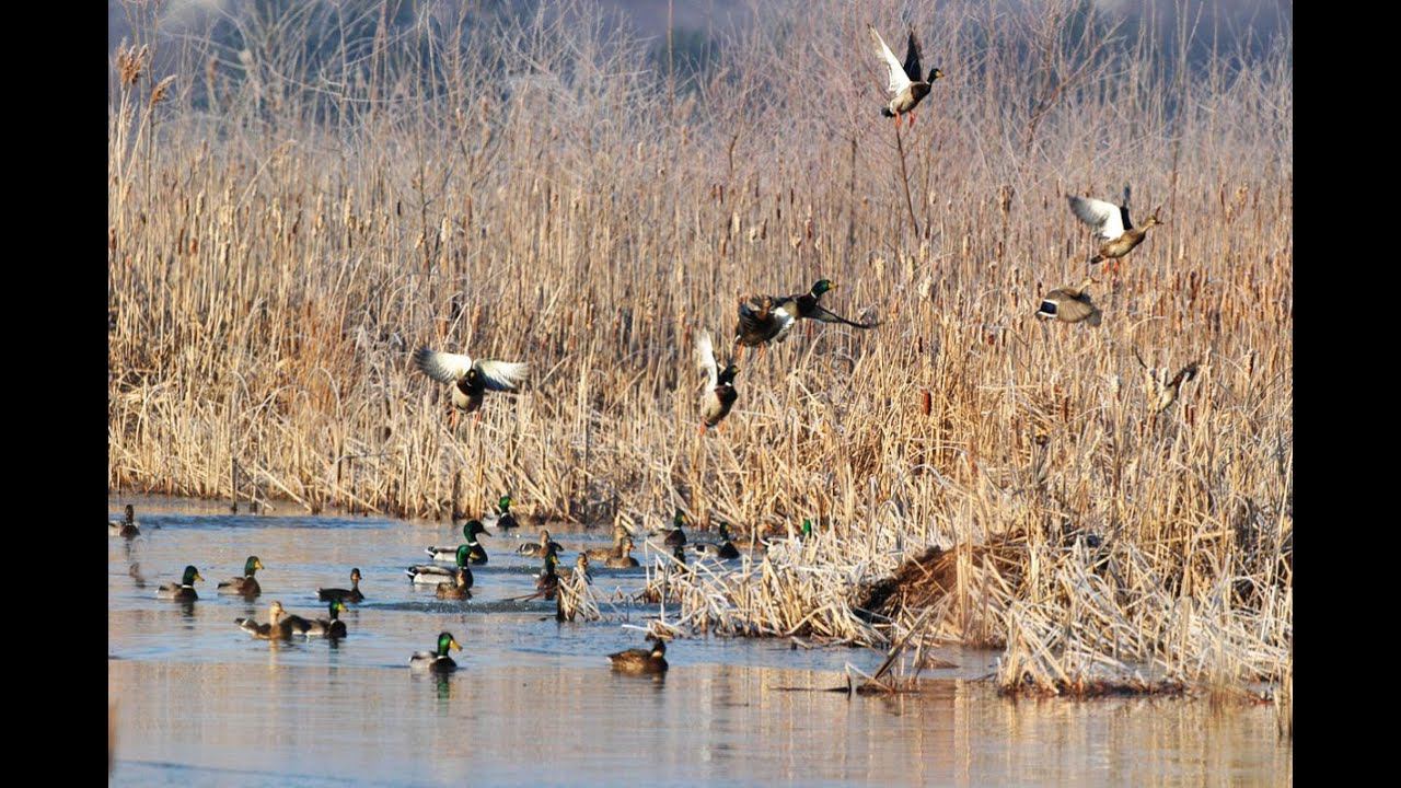 ОЧЕНЬ МНОГО УТОК!!! ОХОТА НА УТКУ НА ПЕРЕЛЁТЕ. РОЗЫГРЫШ от "Dexshell" / MAX HUNTER смотреть онлайн
