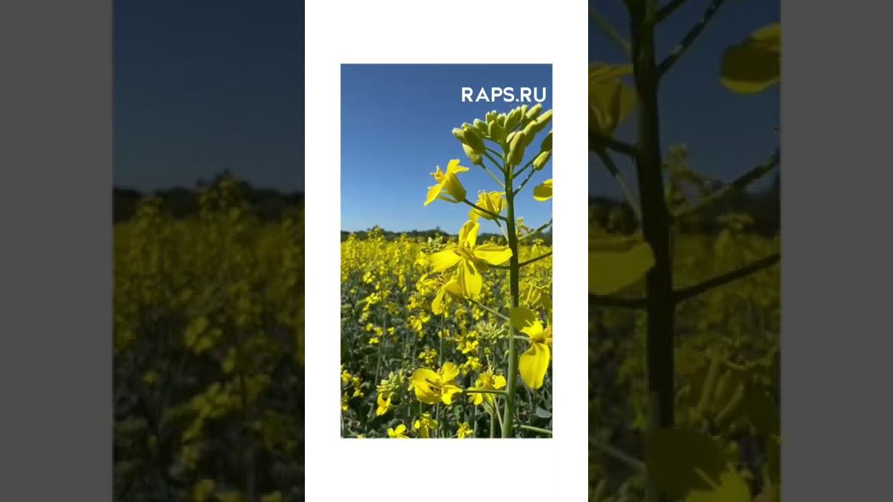 Семена рапс Raps.ru смотреть онлайн