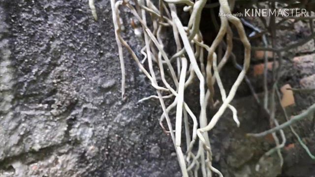 ATUALIZANDO ALGUMAS ORQUÍDEAS PHALAENOPSIS....MUITA COISA LINDA смотреть онлайн