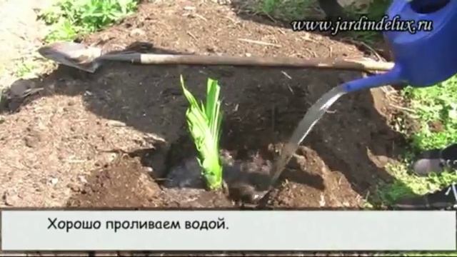 САЖАЕМ ЛИЛЕЙНИКИ ПРАВИЛЬНО смотреть онлайн