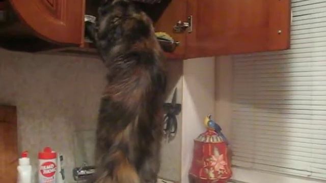 Диззи смотреть онлайн