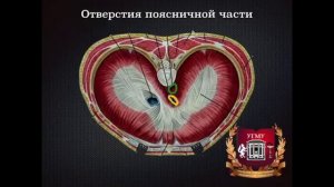 Диафрагма: топография, строение, функции, кровоснабжение, иннервация