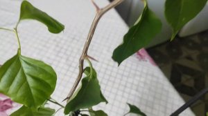 БУГЕНВИЛЛИЯ домашняя Большой ОБЗОР моих сортов и НОВИНКИ #бугенвиллия