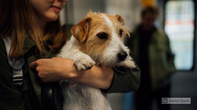 (5 SITUAÇÕES) Como Engordar O Cachorro, Quando Ele Não Quer Comer