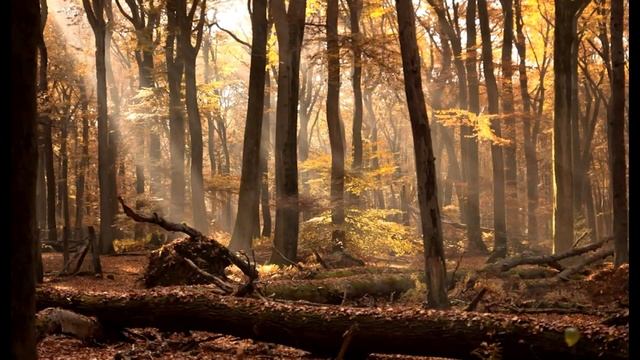 Разумная медитация для пробежки. Заряд сил и энергии для занятия спортом. смотреть онлайн