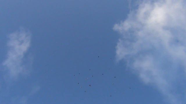 Николаевские и Кировоградские голуби 29 10 2019г полёт смотреть онлайн