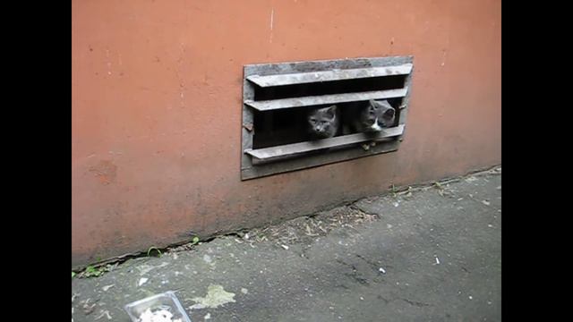 Бездомные кошки в Москве смотреть онлайн