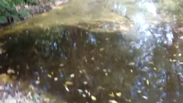 Висохла річка Чорнява. 2015